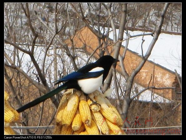 IMG_0003.jpg