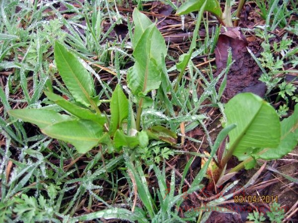 Ƭ 017.jpg