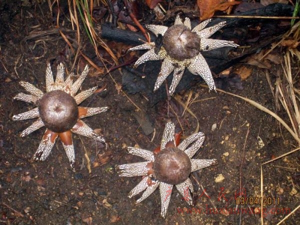 Ƭ 041.jpg