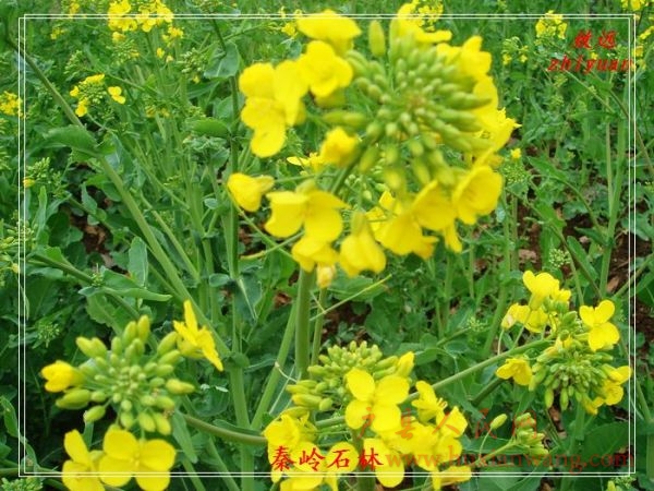 DSC07400.jpg