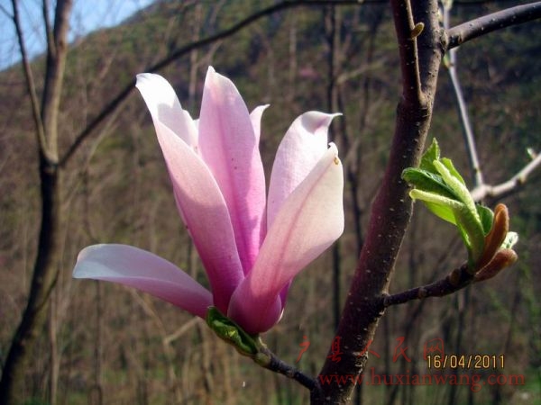 Ƭ 036.jpg