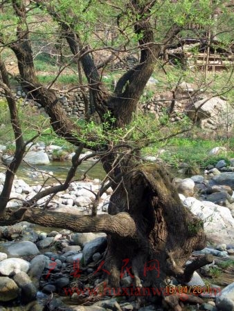 Ƭ 077.jpg