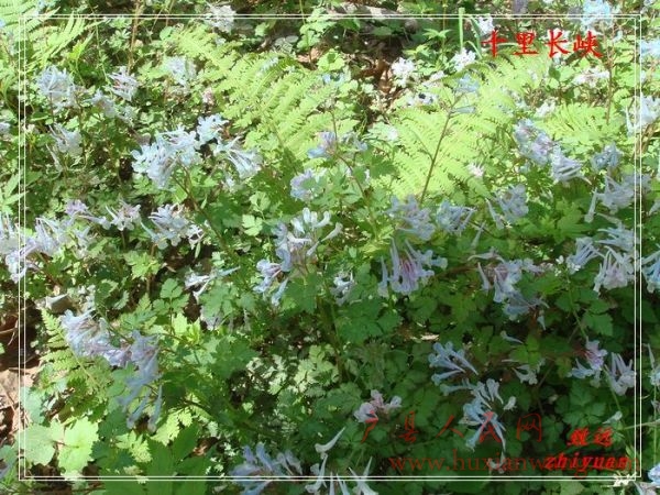 DSC08260.jpg