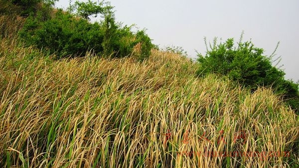 nEO_IMG_2011.5- 102.jpg