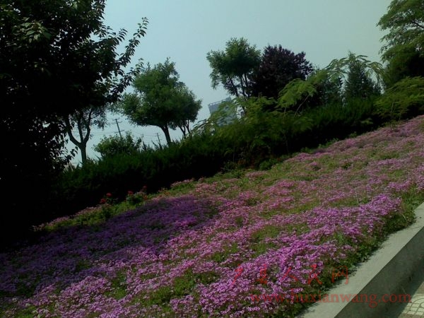 Ƭ 009.jpg