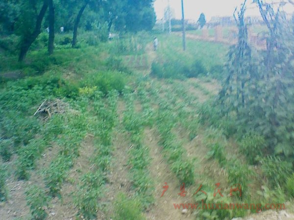 Ƭ 052.jpg