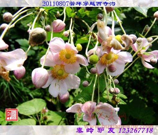 DSCF0086.jpg