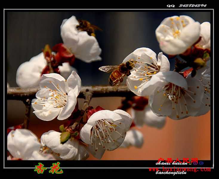 ӻ (8).jpg