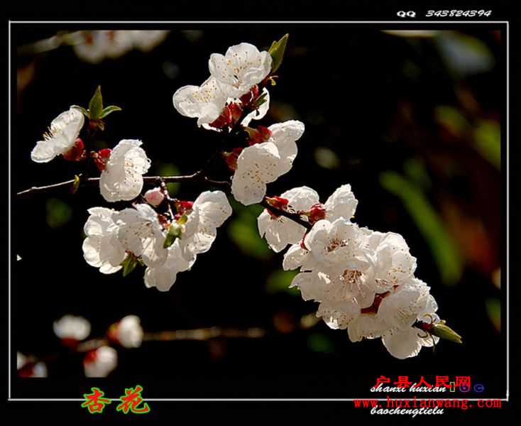 ӻ (13).jpg