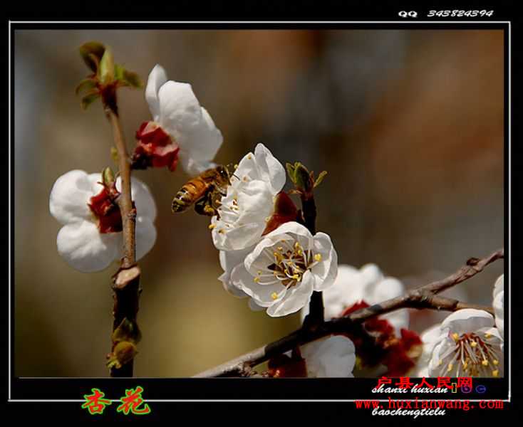 ӻ (17).jpg