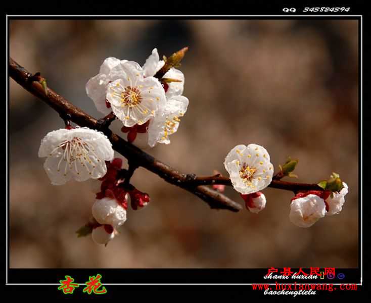 ӻ (19).jpg