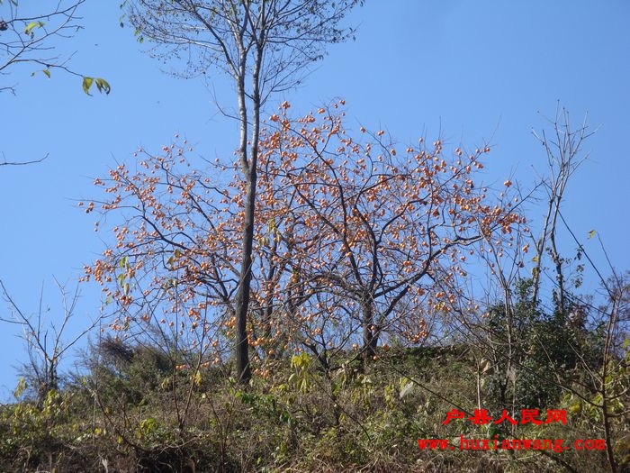 DSC06768.jpg