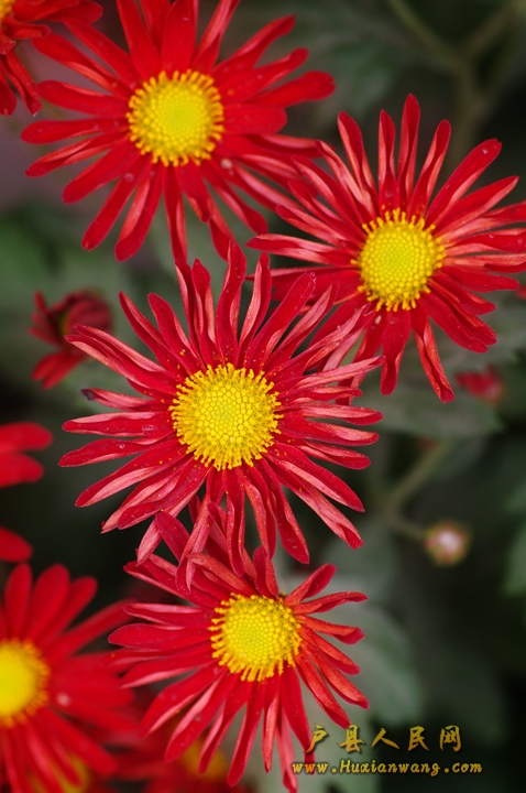 IMGP9806.jpg