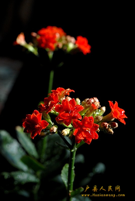 ٻ (13).jpg