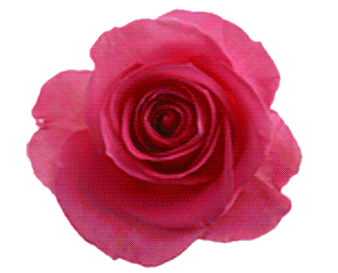 ף.gif