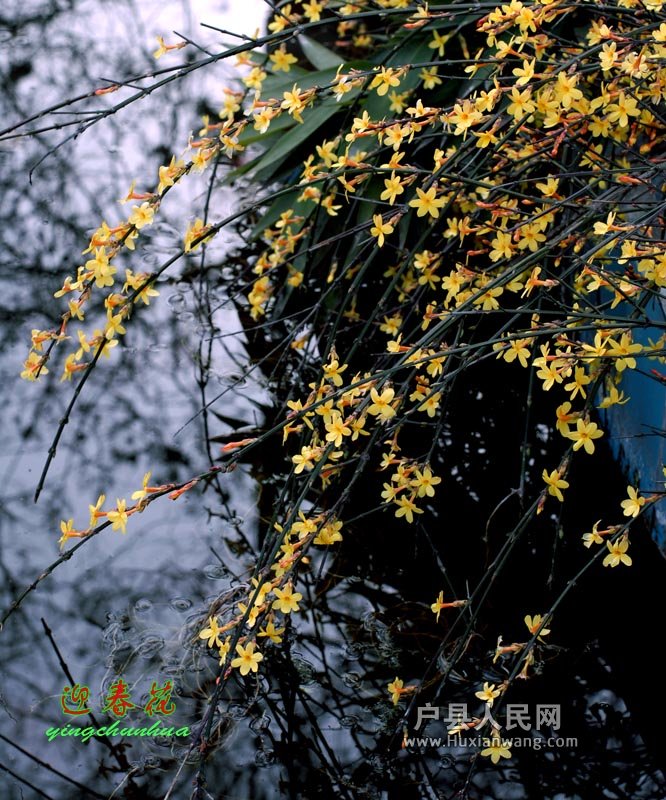 ӭ (15).jpg