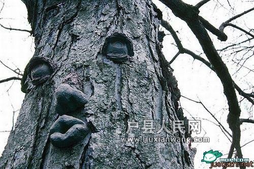世界上最怪的树 - 全民乱拍 - 户县网论坛 | 办好