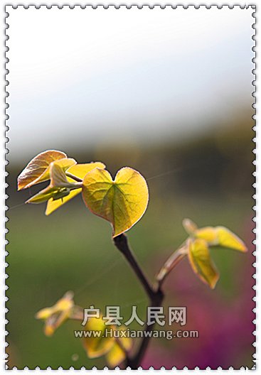 Ƭ 009_.jpg