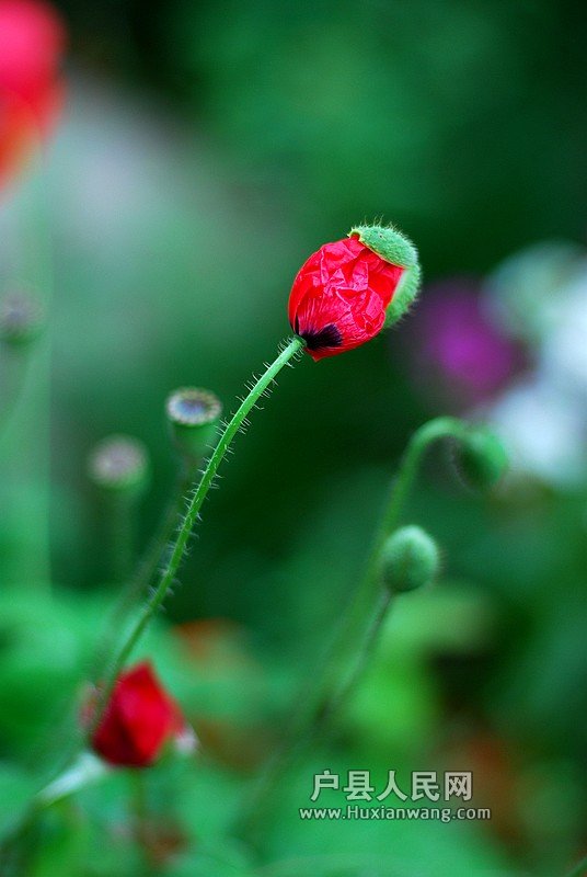DSC_2494.JPG