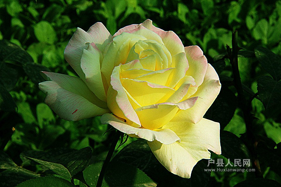 IMG_0206_.jpg