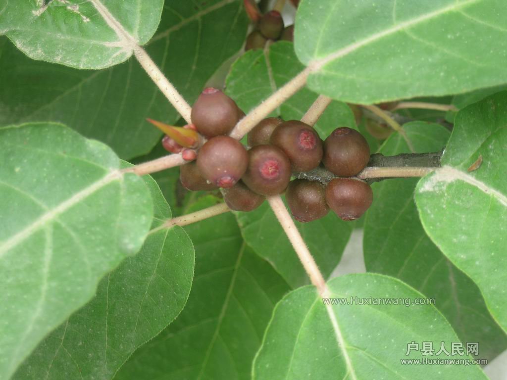 С IMG_0071.JPG