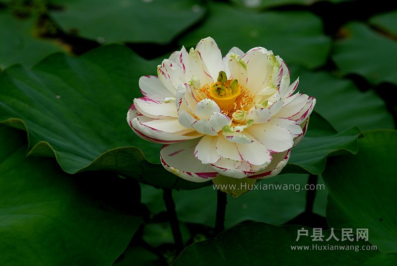 ʦĺɻ (13).jpg