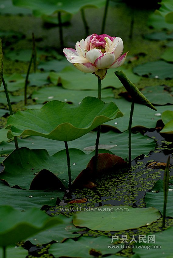 ʦĺɻ (14).jpg