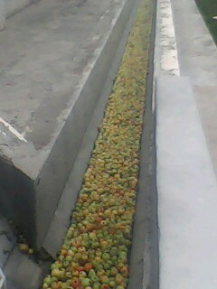 IMG0177A.jpg