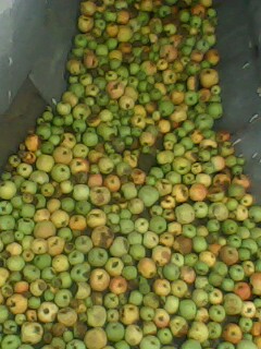 IMG0178A.jpg