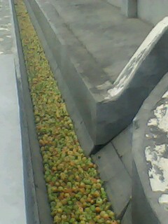 IMG0179A.jpg