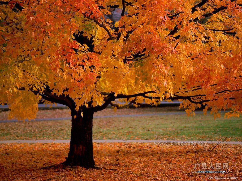 fall_colors_41.jpg