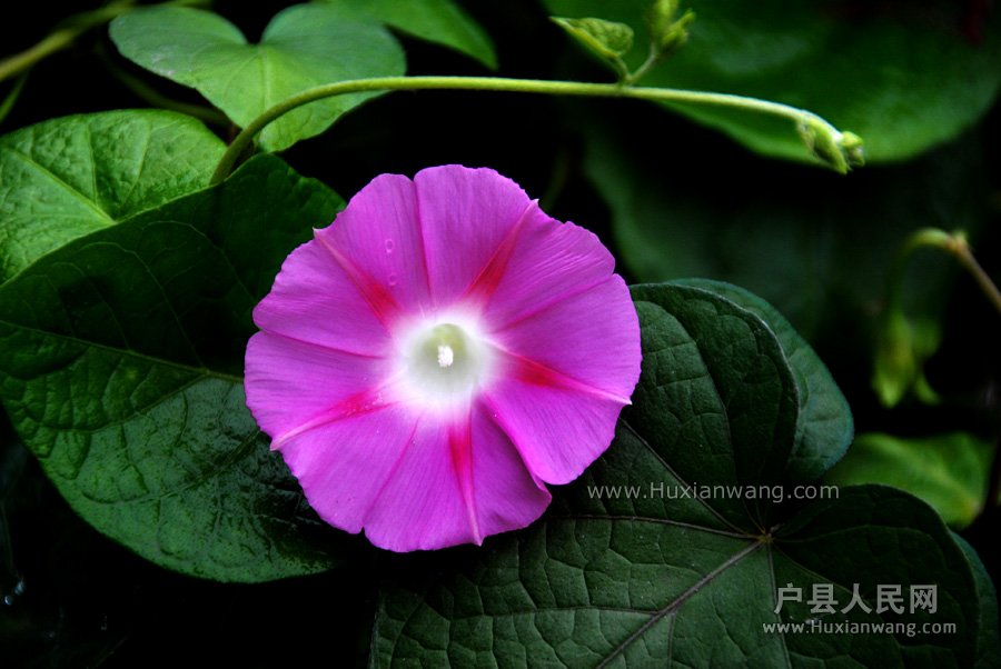 ǣţ (12).jpg
