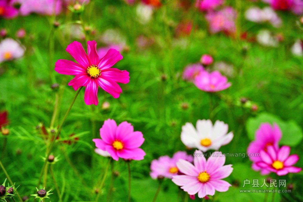 DSC_2103.JPG