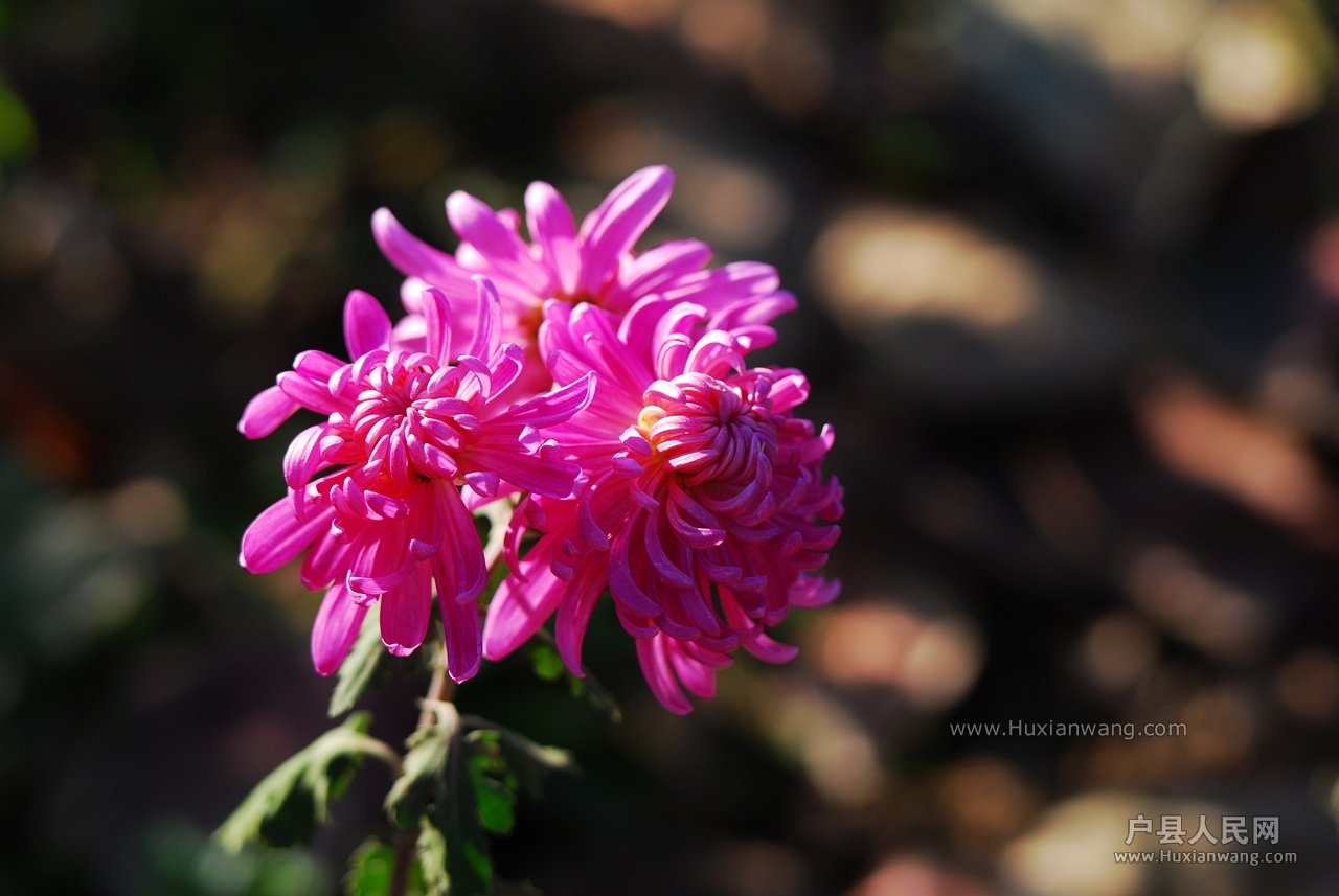 DSC_6253.JPG