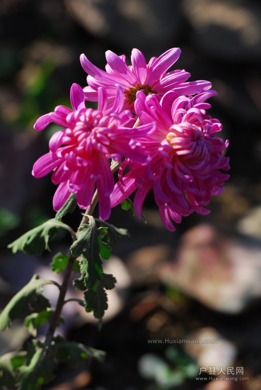 DSC_6255.JPG