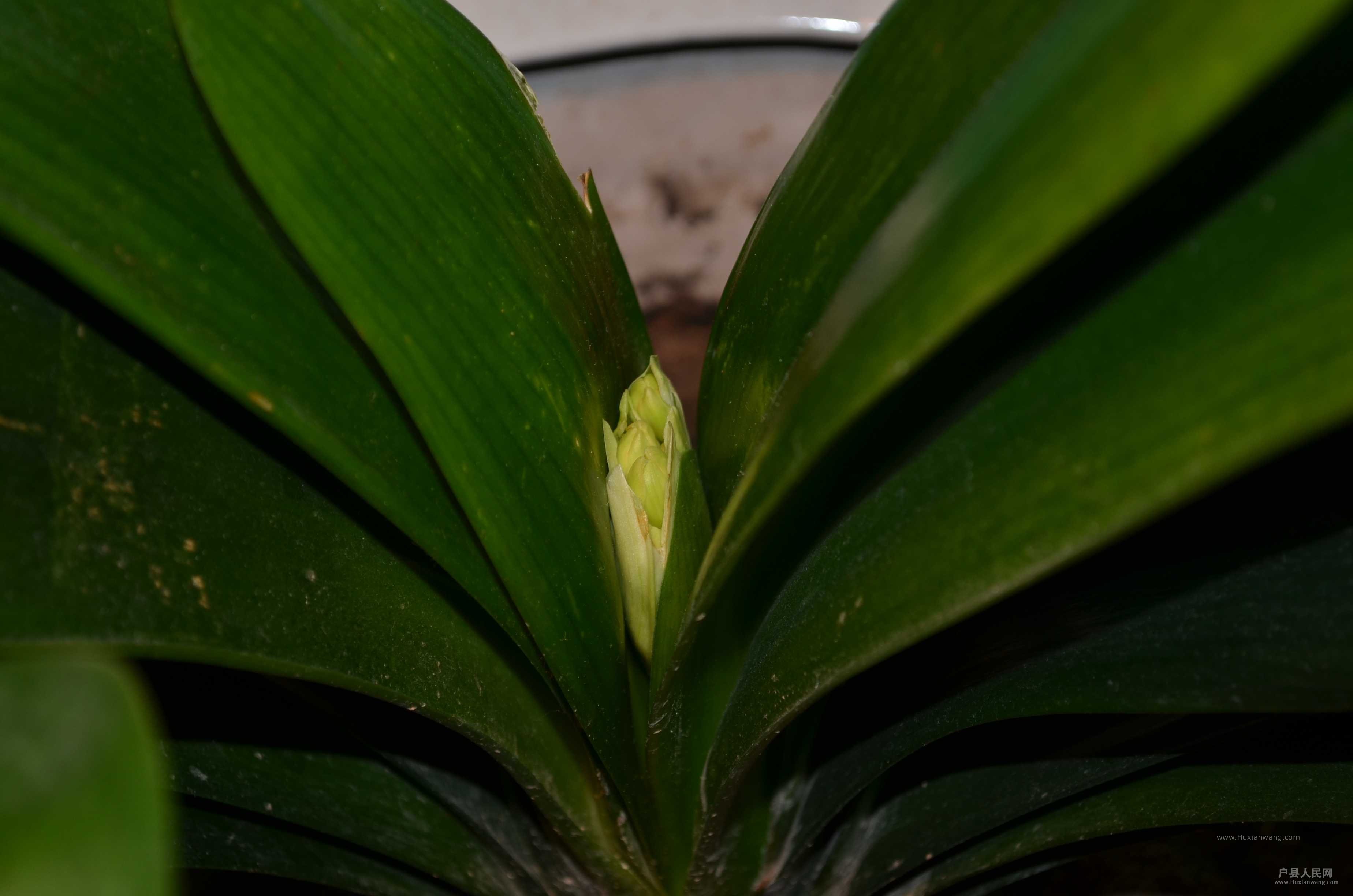 DSC_3690.JPG