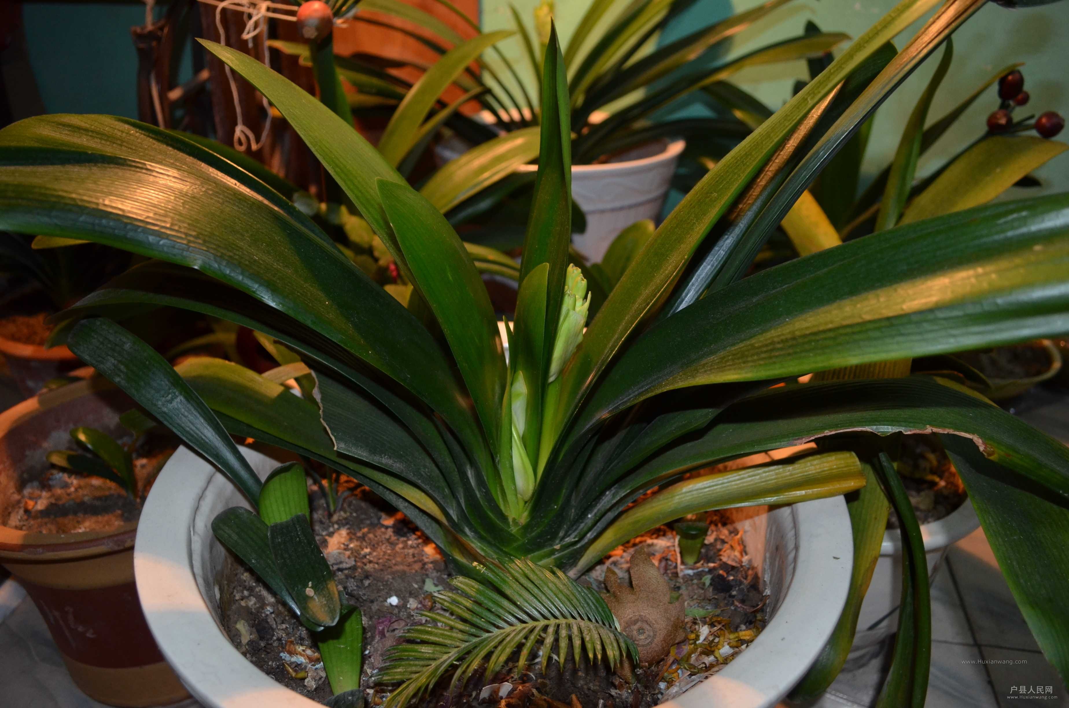 DSC_3795.JPG