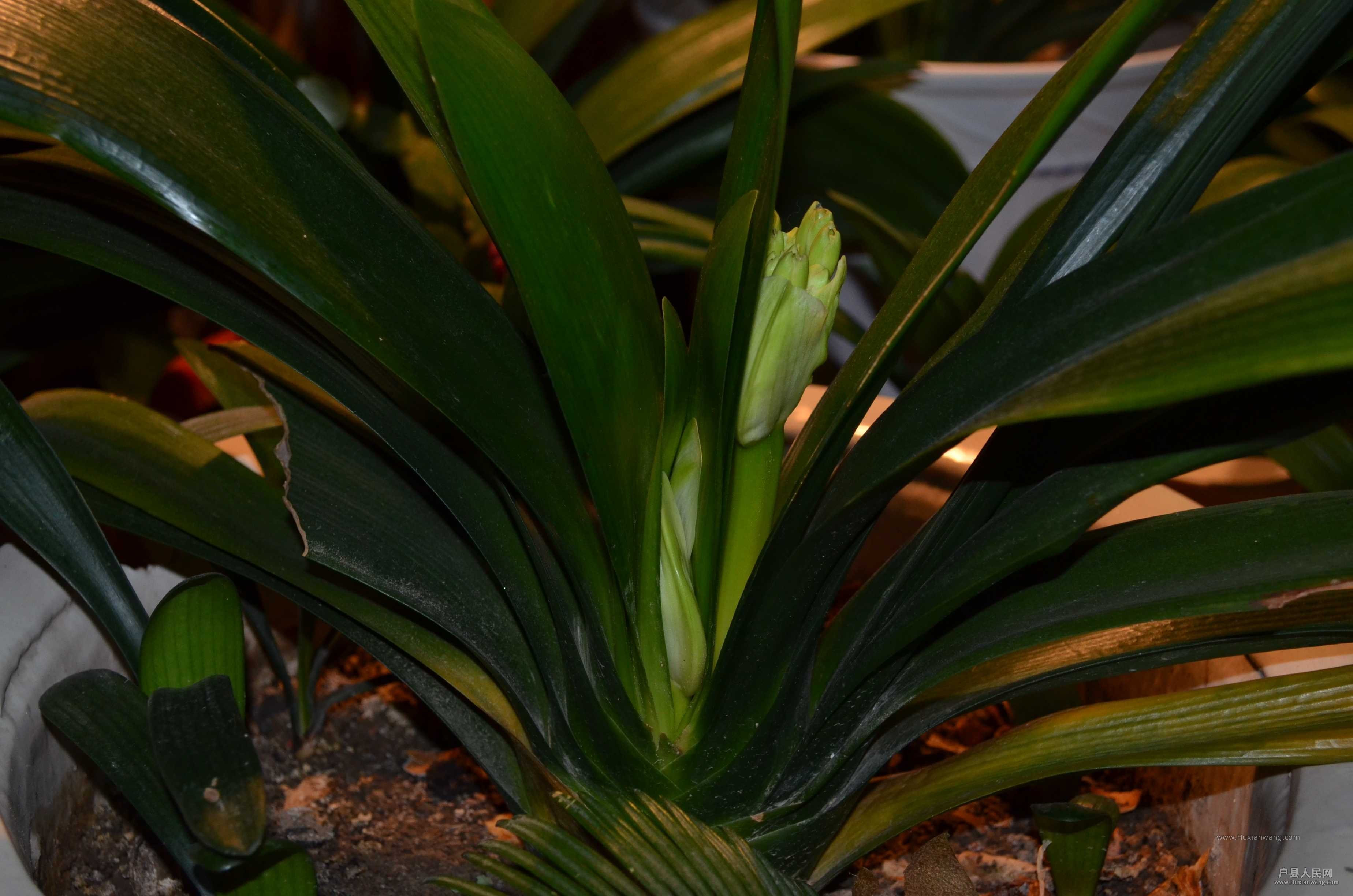 DSC_3800.JPG