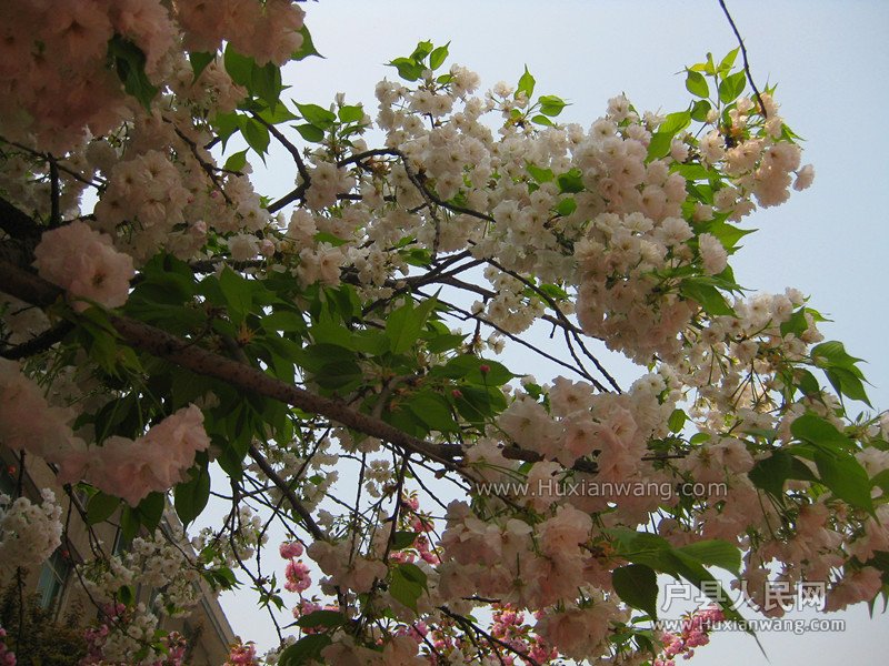 IMG_8625_.jpg