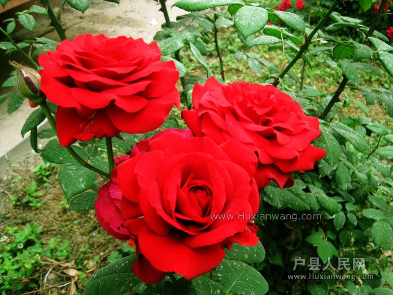 IMG_8737_.jpg