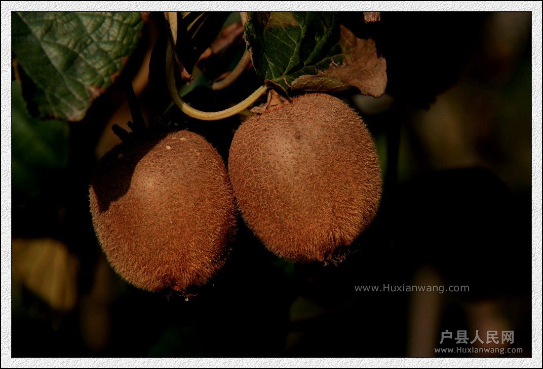 conew_img_8159_conew1.jpg