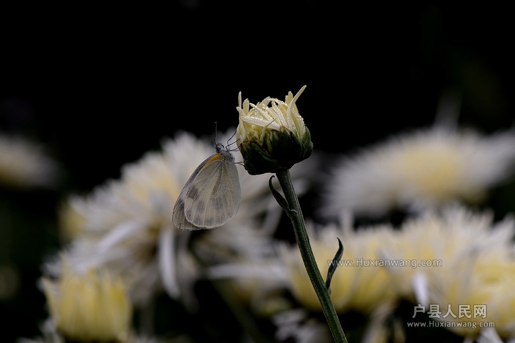 DSC_0927.JPG