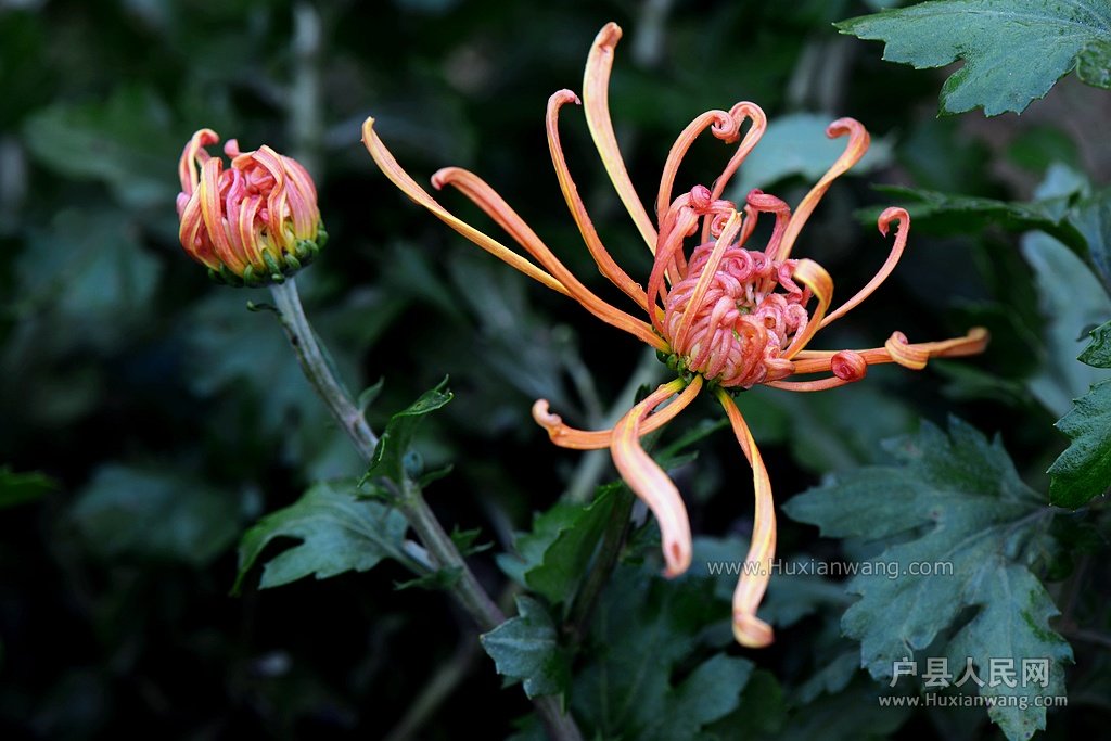 DSC_0958.JPG