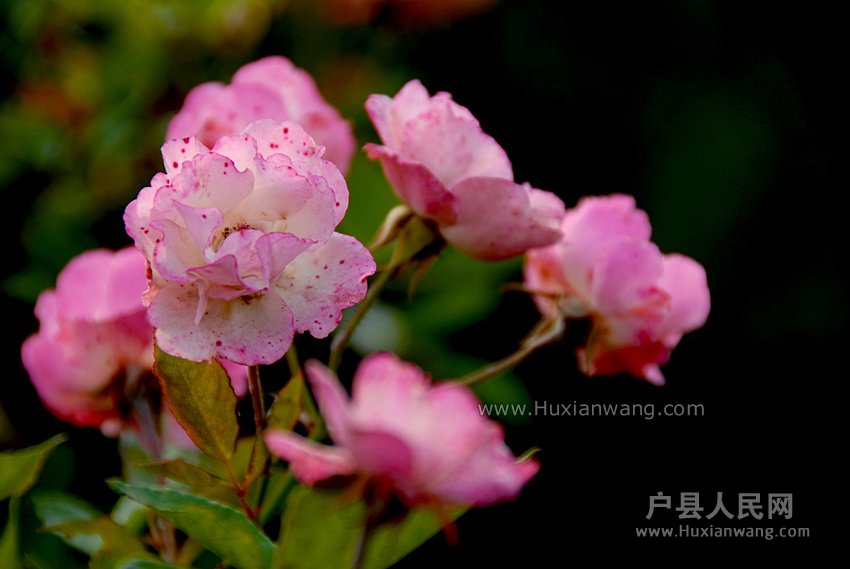 Ǿޱ (1).jpg