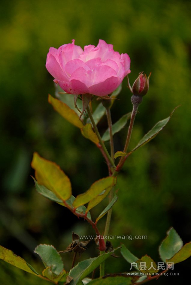 Ǿޱ (2).jpg