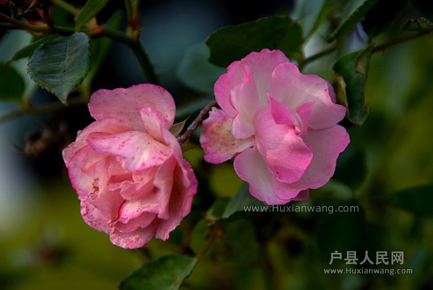 Ǿޱ (5).jpg