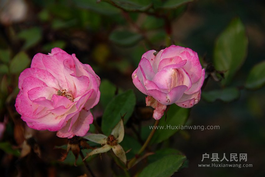Ǿޱ (8).jpg