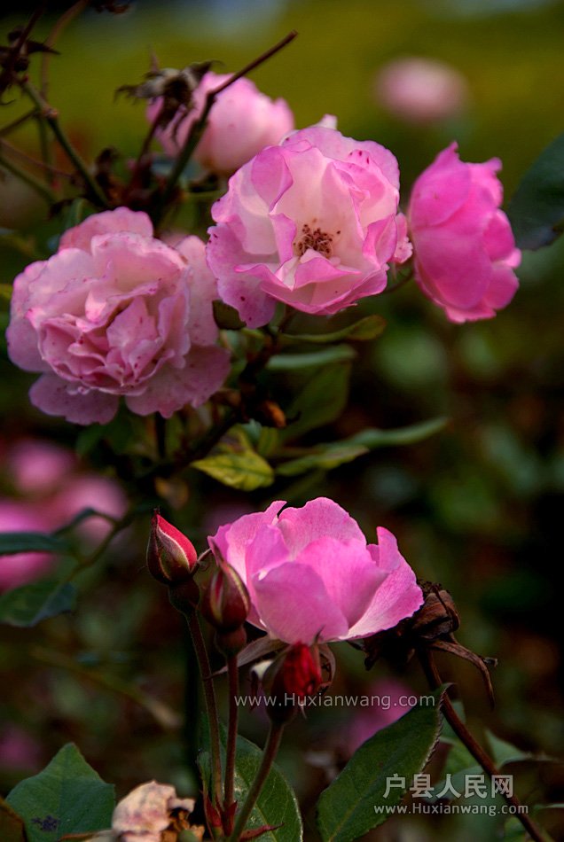 Ǿޱ (9).jpg