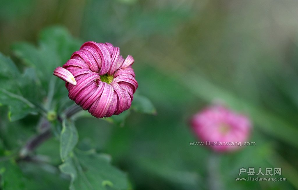 DSC_0983.JPG