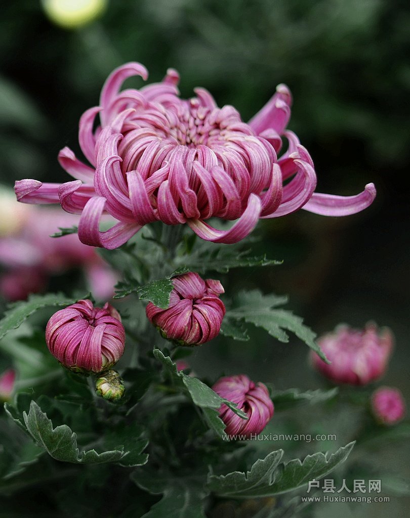 DSC_1256.JPG